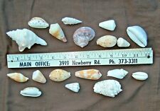 Lot assorted seashells for sale  Morriston