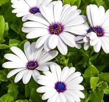 50x african daisy for sale  DEWSBURY