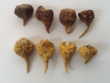 1 oz. SEMENTES DE MACA PRETA PERUANA - Ecótipo Lepidium Meyenii Bleck a granel comprar usado  Enviando para Brazil