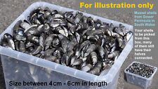 200 natural mussel for sale  BRIDGEND
