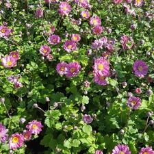 Anemone japonica pamina gebraucht kaufen  Deutschland