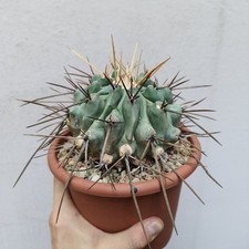 Thelocactus nidulans vaso usato  Modena
