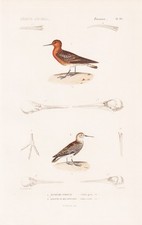 Calidris Maritima Meerstrandläufer Uccello Incisione Acciaio Cuvier comprar usado  Enviando para Brazil