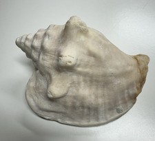 Vintage natural conch for sale  Coventry