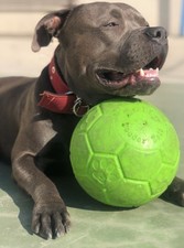 Jolly pets jolly for sale  COLEFORD