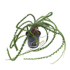 Tropica crinum calamistratum gebraucht kaufen  Frankfurt am Main