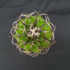H22 discocactus gigantea usato  Spedire a Italy