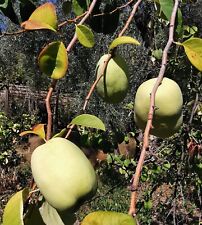 Double quince collection for sale  ST. ASAPH
