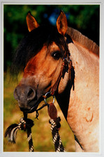 Pferdebild criollo portrait gebraucht kaufen  Langen
