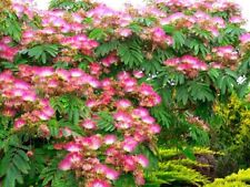 Graines albizia julibrissin d'occasion  Cahors
