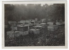 Apiary beekeeping bee for sale  Freeville