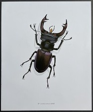 Entomologie lucanus cervus d'occasion  Limoges-