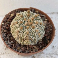 Astrophytum asterias superkabu usato  Brindisi