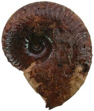 Dogger distichoceras bicostatu gebraucht kaufen  Erlangen