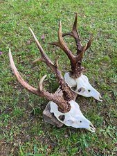 Large roe deer for sale  UK