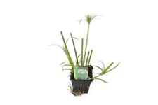 Cyperus percamenthus king for sale  MARKET RASEN
