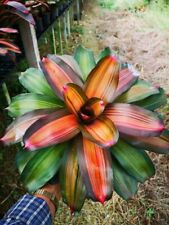 Bs1481 neoregelia pascoaliana usato  Spedire a Italy
