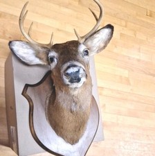 Whitetail point buck for sale  Abington