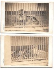 Lot cdv lion d'occasion  Paris XV