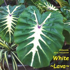 White lava colocasia for sale  Haleiwa