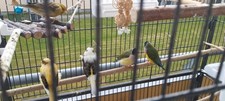 Vogelvoliere papageienkäfig v gebraucht kaufen  Schnaittach