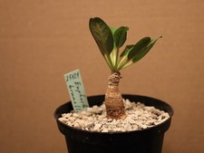 Euphorbia brunellii 2516 gebraucht kaufen  Overath