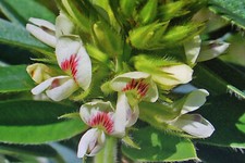 Semi lespedeza lespedeza usato  Spedire a Italy