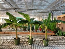 Pianta banano acuminata usato  Foligno