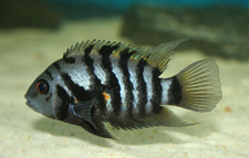 Convict cichlid 6cm for sale  GILLINGHAM