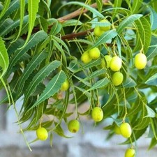 Neem tree live for sale  Morrisville