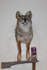 Coyote body shoulder for sale  Brandon