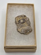 Rocas y minerales: cáscara fósil 5 segunda mano Rocas y minerales: cáscara fósil 5 segunda mano  Embacar hacia Mexico