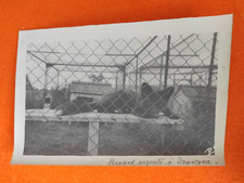 Photo renard argenté d'occasion  Piney