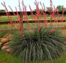 Hesperaloe parviflora yucca usato  Sonnino