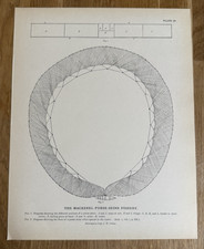 Diagram mackerel purse for sale  Lees Summit