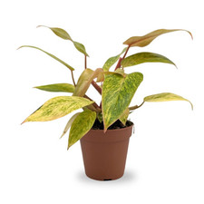 Philodendron painted lady for sale  CREDITON