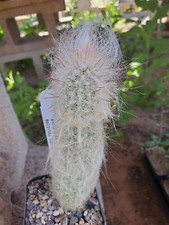 Fresh cactus seed for sale  UK