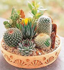 Rare mixed cactus for sale  Staten Island