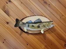 taxidermy fish mounts for sale  Mason
