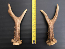 Scottish roe deer for sale  LINLITHGOW