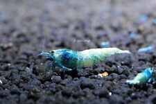 Taiwan bee blue for sale  Brooklyn