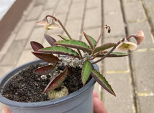 Euphorbia suzannae marnierae gebraucht kaufen  Egenhofen