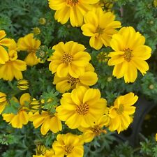Bidens mega charm for sale  DUDLEY