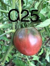 Graine seed tomate d'occasion  La Pacaudière