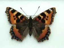 British small tortoiseshell for sale  FOLKESTONE