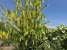 Graines cytise arbre d'occasion  Saint-Hilaire-du-Rosier