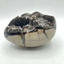 Septarian nodule dragon for sale  Canby