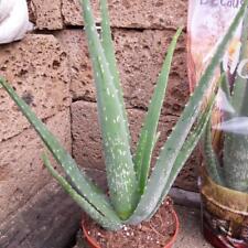 Echte aloe vera gebraucht kaufen  Herzebrock-Clarholz