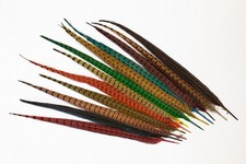 Plumes queue faisan d'occasion  Seyches