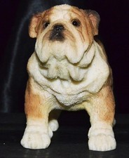 boy bulldog english for sale  Fort Worth